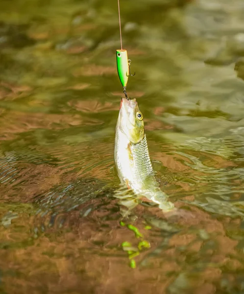 Isco de truta. Apanhar peixe. pesca no lago. hobby e atividade esportiva. Boa pesca. Truta de pesca com mosca. recreação e lazer ao ar livre. impasse e desesperança. cair na armadilha. peixe no gancho — Fotografia de Stock