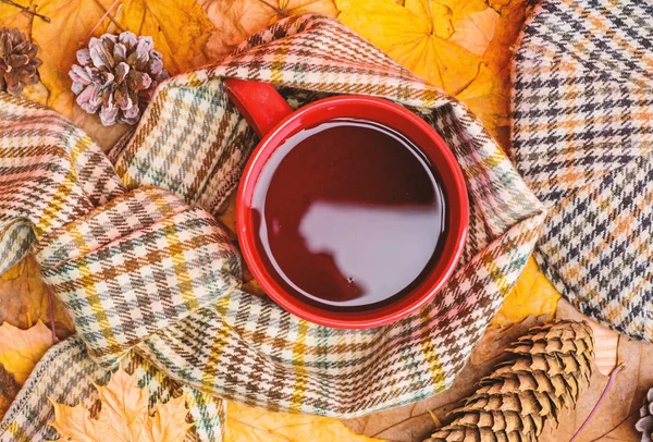 Kupa rahat aromatik içecek eşarp ve kepi. Sonbahar yürüyüş için sıcak bir içecek. Çay bir fincan eşarp düşmüş akçaağaç yaprakları ve köknar koniler ile arka plan ile çevrili kaplı. İçecek ısınma
