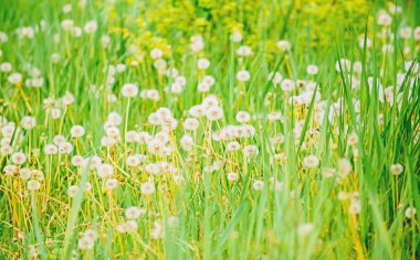 Doğal arka plan. Bahar konsepti. Tarlada birçok ihale çiçek. Karahindiba yumuşak çiçek. Eko ve organik. Doğada karahindiba. Karahindiba tarlası. Taze yeşil çim eniyive açık beyaz karahindiba çiçekleri
