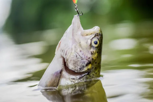 Pronto per la cottura. attività sportiva hobby. trota da pesca a mosca. ricreazione e tempo libero. Pesce all'amo. stallo e disperazione. Esche di trota. pescare pesce. cadere nella trappola. pesca sul lago. Bella presa. — Foto Stock