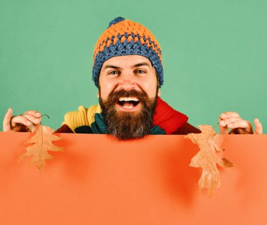 Sonbahar sezonu ve hipster tarzı. Sakallı adam yaprakları tutuyor.