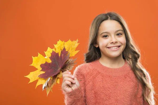 Збирання листя. Мила щаслива усміхнена дитина грає з листям. Природні скарби. Кольоровий пігмент. Зміни в природі. Щаслива дівчинка з кленовим листям. Маленька дитина тримає осіннє листя. концепція ботаніки — стокове фото
