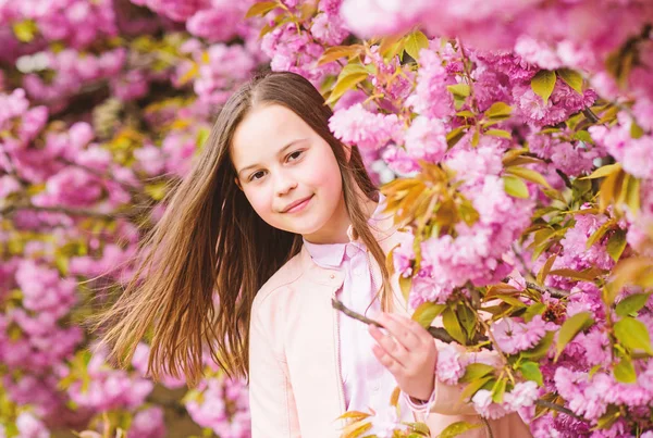 Aromatic blossom concept. Girl tourist posing near sakura. Tender bloom. Child on pink flowers of sakura tree background. Girl enjoying cherry blossom or sakura. Cute child enjoy warm spring day — Stock Photo, Image