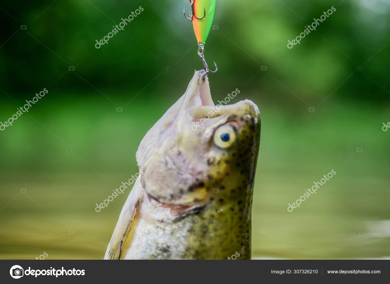 Fish trout caught in freshwater. Bait spoon line fishing