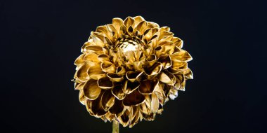 zenginlik ve zenginlik. lüks ve başarı. metalı antikdekorasyon. floristics iş. Vintage altın. doğal retro güzellik. altın krizantem çiçeği. Altın düşüşü