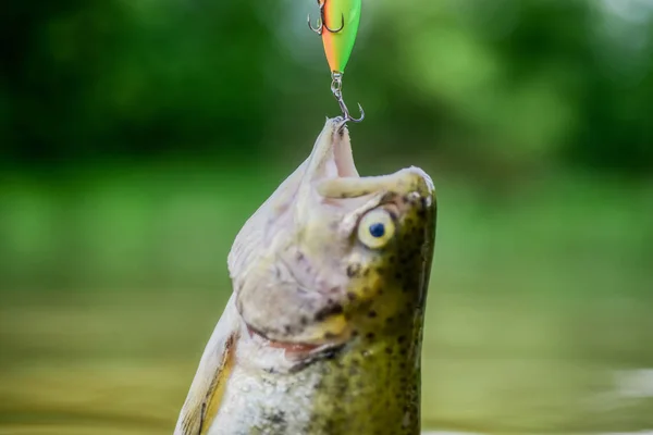 Trota di pesce pescata in acqua dolce. Cucchiaio esca linea accessori per la pesca. Pesci in trappola da vicino. Vittima del bracconaggio. Salva la natura. Al gancio. Concetto di silenzio. Pesce bocca aperta appendere al gancio. attrezzatura da pesca — Foto Stock