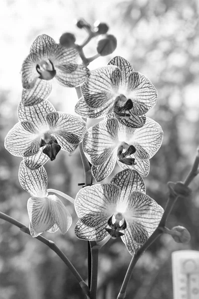 Orchidea Phalaenopsis. Koncepcja kwiatowa. Orchid rosnące porady. Jak dbać o rośliny orchidei w pomieszczeniu. Najczęściej uprawiane rośliny dom. Orchidee kwitną z bliska. Orchidea kwiat różowy i żółty kwitnąć — Zdjęcie stockowe