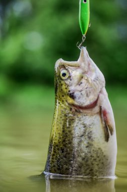 Bu büyük bir balık. Alabalık yemi. Balık yakala. Tuzağa düştüm. Balıkçı alabalığı. Dinlenme ve rahatlama. Gölde balık tutmak. İyi yakaladın. Hobi ve spor aktiviteleri. Balık oltaya geldi. Durgunluk ve umutsuzluk