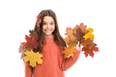 Sonbahar yaprakları topluyorum. Doğa renk değiştiriyor. Mevsimler konsepti. Sonbahar sezonu. Düşen çocuk beyaz arka planda kalıyor. Küçük mutlu akçaağaç yaprakları. Sonbahar zevkleri. Sıcak günler. Çocukluk mutluluğu