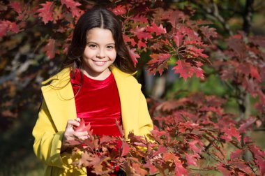 Doğaya yakın dur. Küçük çocuk sonbahar ormanlarında yürür. Sonbahar tatili. Sonbaharın kokusunu hisset. Sonbahar tatili