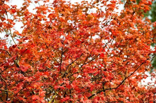 Красочный сезон. Красивый осенний фон. Фон осенних листьев. Реклама осеннего сезона. Красота природы. Естественные цвета. Осенние ветви. Осенние красные листья. Естественный узор, созданный природой — стоковое фото