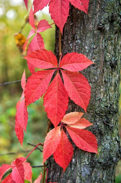 Waarom bladeren van kleur veranderen. Rood blad. De herfst is er al. Levendige bladeren van dichtbij. Najaarsachtergrond. Branch vertrekt. Bloemen patroon ontwerp. Helder herfstseizoen. Vaarwel september — Stockfoto