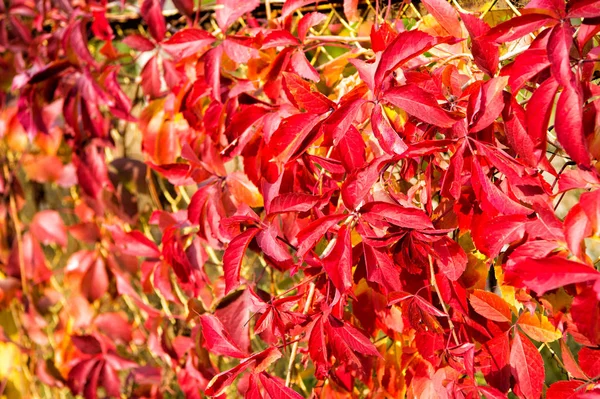Podzimní větve. Podzimní červené listy. Přirozený vzor od přírody. Barevná sezóna. Krásné podzimní pozadí. Podzim opouští pozadí. Podzimní reklama. Krása přírody. Přirozené barvy — Stock fotografie