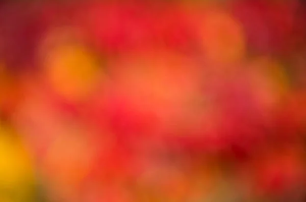 多彩的季节美丽的秋天背景。淡淡的秋天树叶背景.秋季广告。自然之美自然的颜色秋天的树背景。朦胧的秋天红叶 — 图库照片
