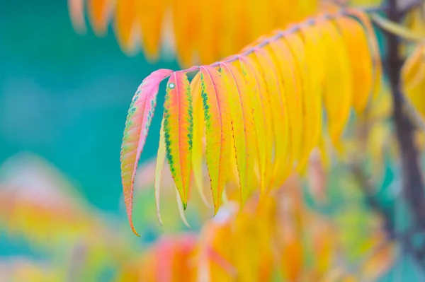 Zmieniam kolor. Piękne jesienne tło. Rozproszone jesienne liście tła. Ogłoszenie jesiennego sezonu. Piękna natura. Jesienna gałąź drzewa selektywne skupienie. Mgliste jesienne liście żółte i pomarańczowe — Zdjęcie stockowe