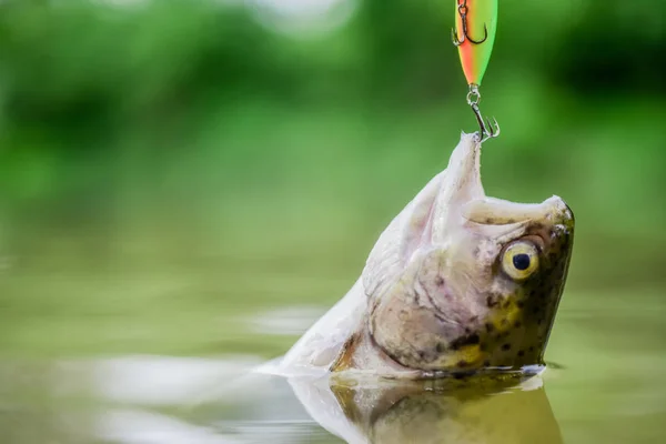 Captura bem sucedida. atividade desportiva hobby. Truta de pesca com mosca. recreação e lazer. pesca no lago. Boa jogada. peixe no anzol. impasse e desesperança. isco de truta. Apanhar peixe. cair na armadilha — Fotografia de Stock