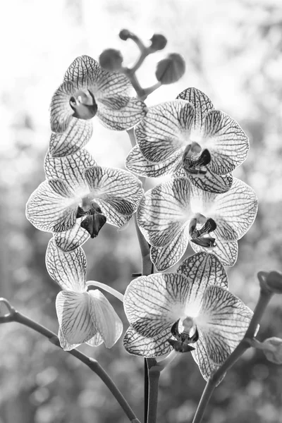 Koncepcja kwiatowa. Końcówki orchidei. Jak dbać o rośliny storczyków w pomieszczeniach. Najczęściej uprawiane rośliny domowe. Storczyki kwitną z bliska. Orchidea kwiat różowy i żółty kwiat. Orchidea falaenopsis — Zdjęcie stockowe