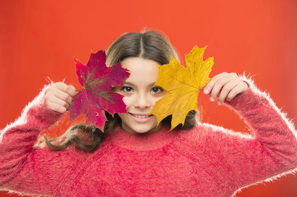 Mágikus színek. Csodálatos ősz. Kis gyermek tartsa juhar levelek változó színű. Kislány mosoly őszi levelekkel. Ünnepeljük az őszt. Természetes szépség. Boldog őszi szezont. Piros vagy sárga. Szezonális változás — Stock Fotó