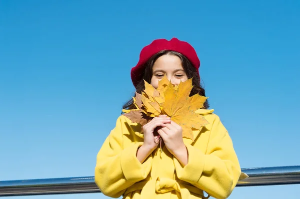 Clear sky and good weather. Inspiring fall. Ideas for autumn leisure. Little girl adore autumn season. Kid hold maple leaves. Small girl wear fall outfit outdoors. Autumn bucket list for children