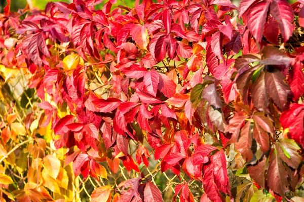 Natuurlijk patroon gemaakt door de natuur. Kleurrijk seizoen. Mooie herfstachtergrond. Herfst bladeren achtergrond. Herfst seizoen reclame. Natuurschoon. Natuurlijke kleuren. Herfsttakken. Herfst rode bladeren — Stockfoto