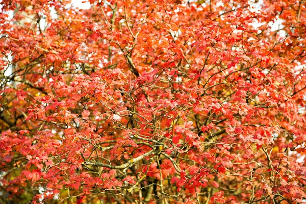 Werbung für die Herbstsaison. Schönheit der Natur. Natürliche Farben. Herbstzweige. Herbstrote Blätter. Natürliche Muster, die von der Natur gemacht wurden. Bunte Jahreszeit. Schöner Herbsthintergrund. Herbst hinterlässt Kulisse — Stockfoto