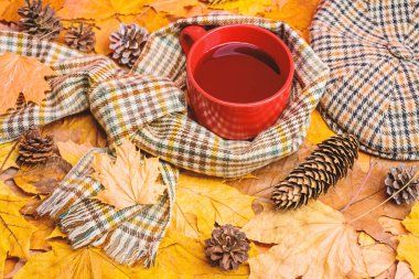 Çay bir fincan eşarp düşmüş akçaağaç yaprakları ve köknar koniler ile arka plan ile çevrili kaplı. Kupa rahat aromatik çay içecek atkı ve şapka. Sonbahar yürüyüş için sıcak bir içecek. İçecek ısınma