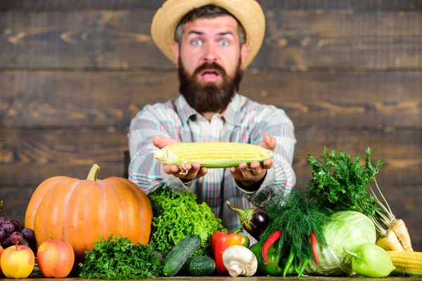 El agricultor sostiene mazorca de maíz o fondo de madera de maíz. Agricultor presentando verduras orgánicas de cosecha propia. Beneficios de cosecha orgánica de cosecha propia. Cultivos orgánicos. Jardines y granjas comunitarias. Estilo de vida saludable —  Fotos de Stock