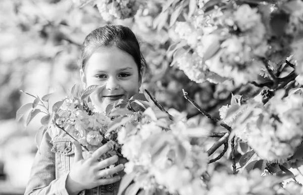 Pozadí s třešňovou květinou. Kvetoucí strom Sakura. Park a zahrada. Malá holčička v jarním květu. Užívejte si vůně něžného kvete slunečného dne. Koncept sakurské květiny. Nádherná květinová krása — Stock fotografie