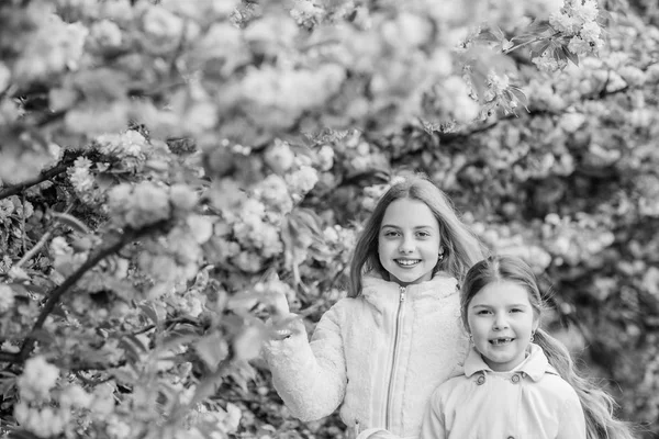 Chicas posando cerca de Sakura. Niños sobre flores rosadas de sakura fondo de árbol. Niños disfrutando de sakura de flor de cerezo. Concepto botánico. Flores suaves nubes rosadas. Los niños disfrutan de la primavera. Perdido en flor — Foto de Stock