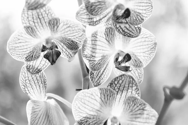 Orchidea kwiat różowy i żółty kwitnąć. Orchidea Phalaenopsis. Koncepcja kwiatowa. Orchid rosnące porady. Jak dbać o rośliny orchidei w pomieszczeniu. Najczęściej uprawiane rośliny dom. Orchidee kwitną z bliska — Zdjęcie stockowe