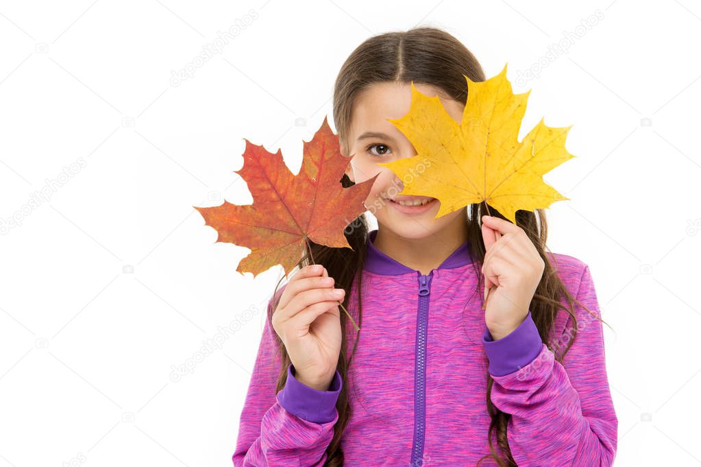 Fall colors are funny. They are so bright and intense and beautiful. Kid girl hold fallen maple leaves. Happy small child play with autumn leaves. Kid isolated on white show leaves. Skin care concept