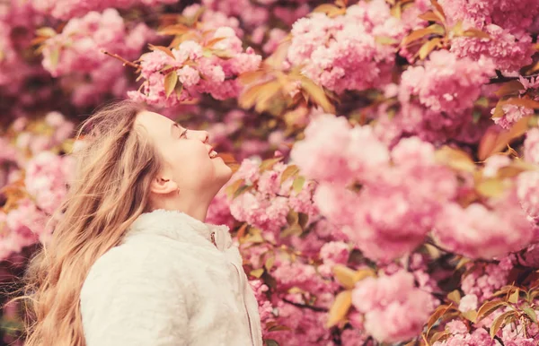Menina desfrutando de aroma floral. Miúdo em flores cor-de-rosa de fundo sakura árvore. Conceito de botânica. Miúdo a apreciar a flor de cerejeira sakura. Flores como nuvens rosa suaves. A cheirar flores. Criança desfrutar de primavera quente — Fotografia de Stock