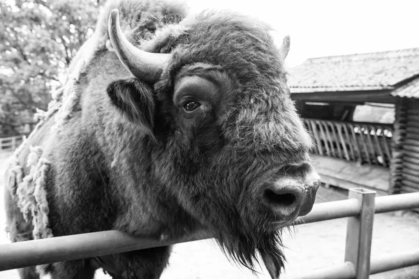 Um mundo, uma vida. Bisonte selvagem com chifres. Bison animal em Wildpark. Bisonte europeu ou americano em paddock ou zoológico. Bisão marrom grande de grupo sábio — Fotografia de Stock