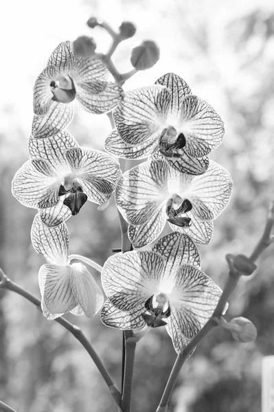 Orchid rosnące porady. Jak dbać o rośliny orchidei w pomieszczeniu. Najczęściej uprawiane rośliny dom. Orchidee kwitną z bliska. Orchidea kwiat różowy i żółty kwitnąć. Orchidea Phalaenopsis. Koncepcja kwiatowa — Zdjęcie stockowe