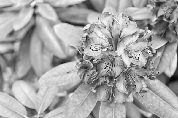 Uma alma florescendo na natureza. Flor com pétalas violetas e folhas verdes. Flor no jardim no verão ensolarado ou dia de primavera. Flor para decoração e design. Bela flor florescendo no canteiro de flores — Fotografia de Stock