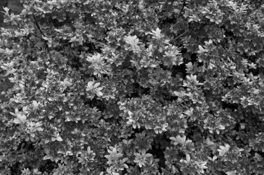 Yaz yazınızı stil ile tasarla. Yaz çiçekleri. Yaz bahçesinde çiçekli çalılar. Güneşli yaz gününde çiçek açan kırmızı çiçekler