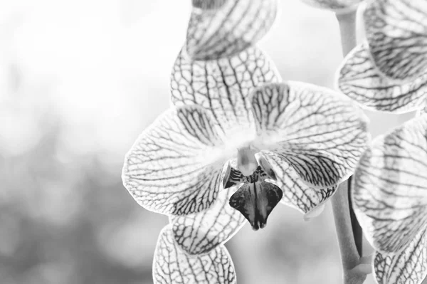 İçerideki orkide bitkilerine nasıl iyi bakılır? En yaygın olarak yetiştirilen ev bitkileri. Orkideler göz kamaştırıcı çiçekler, yakın çekim. Orkide çiçeği pembe ve sarı çiçek açar. Phalaenopsis orkidesi. Botanik konsepti. Orkide büyüyen ipuçları — Stok fotoğraf