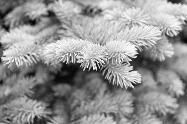 Symbolizing immortality and eternal life. Spruce or conifer plant. Spruce fir or needles on blurred natural background. Branches of pine spruce. Coniferous evergreen spruce tree — Stock Photo, Image