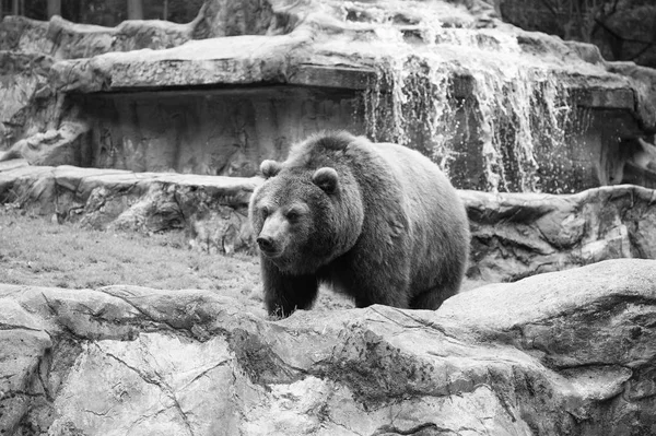 Save an animal today. Wild animal of the bear family in natural environment. Wild bear species. Brown bear on nature. Bear or ursus arctos. Dangerous predatory mammal — Stock Photo, Image