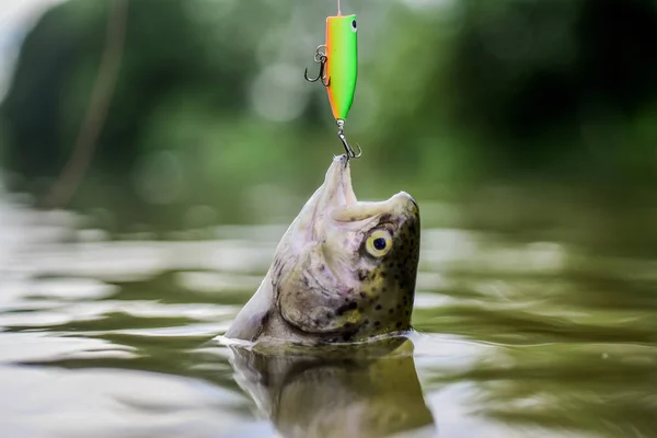 Isco de truta. Apanhar peixe. cair na armadilha. peixe no anzol. impasse e desesperança. hobby e atividade esportiva. Truta de pesca com mosca. recreação e lazer. pesca no lago. Boa jogada. Sucesso . — Fotografia de Stock