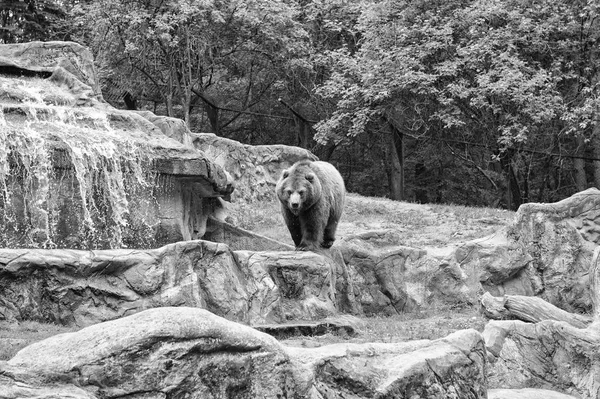 Один из крупнейших наземных хищников. Дикие медведи. Бурый медведь на природе. Медведь или Урсус Арктос, хищное млекопитающее. Дикое животное из семейства медведей — стоковое фото