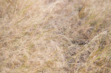 Çürüme ve üzüntü. Ölü ot. Esmer çimen arka planı. Kuru bitkiler ya da çimen dokusu yakın çekim. Sonbahar otları. Kırsalda sonbahar. Yaşam döngüsü. Mevsimsel değişiklikler