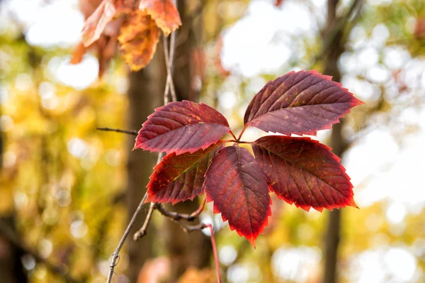 Felgekleurde herfst bladeren. Herfst bladeren op natuurlijke achtergrond. Rode pigment gebladerte op herfst landschap. Laat kleur veranderen. Bladverliedige boom loof in de herfst — Stockfoto