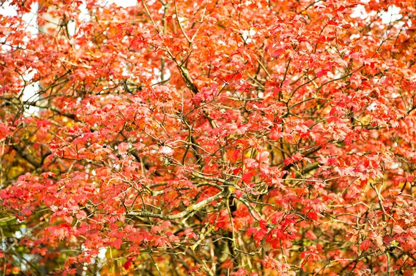 Jardin d'automne beauté. Les feuilles deviennent rouges dans le jardin. Plante ornementale de jardin avec des feuilles de couleur rouge. Arbre décoratif dans le jardin du parc le jour d'automne ensoleillé — Photo