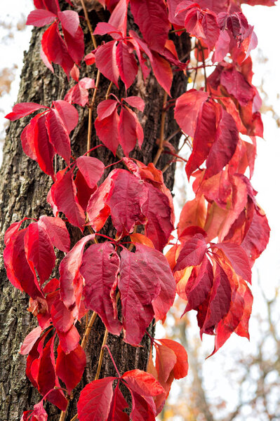 How beautiful the leaves grow old. Virginia creeper on tree trunk background. Tree leaves change color. Tree foliage turn red. Decicuous tree on natural landscape