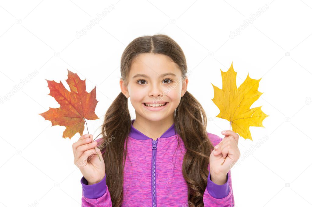 Feelings of comfort and nostalgia we experience in autumn are hard to express. Kid girl hold fallen maple leaves. Happy small child play with autumn leaves. Kid isolated on white show leaves