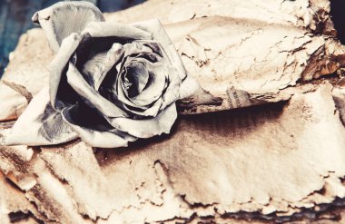 gümüş gül çiçeği. zenginlik ve zenginlik. floristics iş. Vintage. lüks ve başarı. metalı antik dekor. grunge güzellik. Sonbahar sezonu