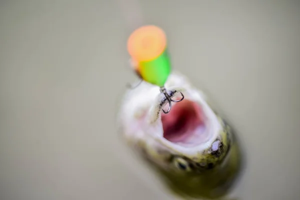 Buona produzione. Pesce all'amo. stallo e disperazione. Esche di trota. pescare pesce. cadere nella trappola. trota da pesca a mosca. ricreazione e tempo libero. pesca sul lago. Ottima presa. hobby e attività sportive — Foto Stock