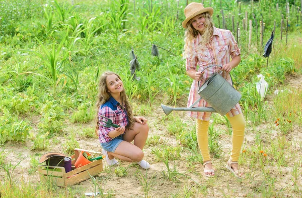 Giardino e letti. Ragazze piantare piante. Concetto agricolo. Coltivare verdure. Piantare verdure. Sorelle insieme che aiutano alla fattoria. Bambini rustici che lavorano in giardino. Piantagione e irrigazione — Foto Stock