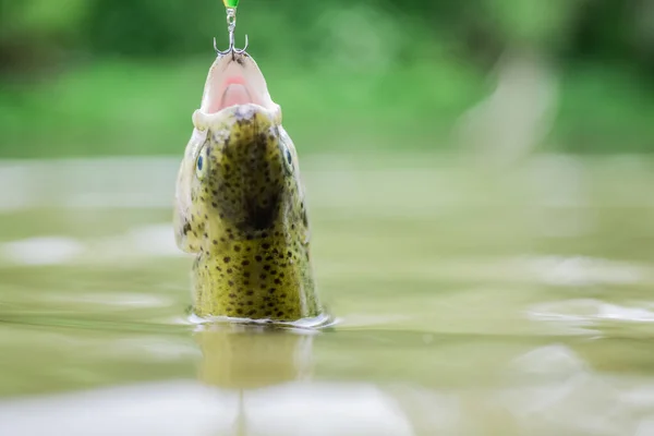 Pstrąg złowiony w słodkiej wodzie. Łyżka przynęty akcesoria wędkarskie. Ryby w pułapce. Ofiara kłusownictwa. Ocal naturę. Na haku. Koncepcja milczenia. Ryby z otwartymi ustami wiszą na haku. sprzęt połowowy — Zdjęcie stockowe